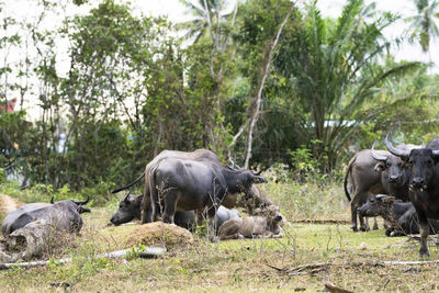 Cows in a field