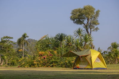 Tent and palm trees on field against sky