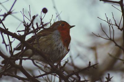 Low angle view of birds perching on branch