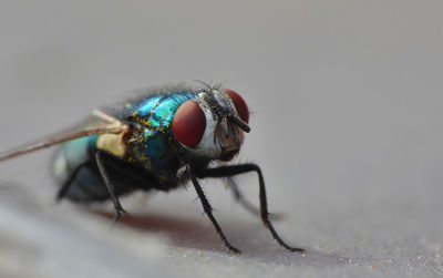 Close-up of fly