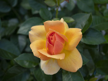 Close-up of rose flower