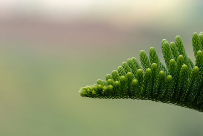 Close-up of plant outdoors