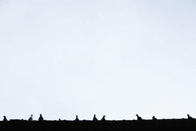 Low angle view of silhouette birds against clear sky