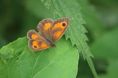 Butterfly on leaf