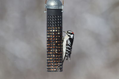 Close-up of bird perching on feeder