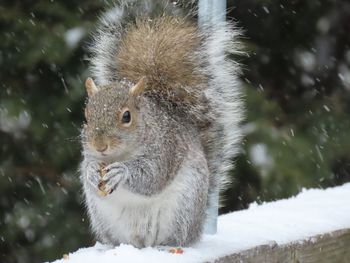 Close-up of squirrel