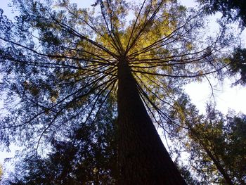 Low angle view of trees against sky