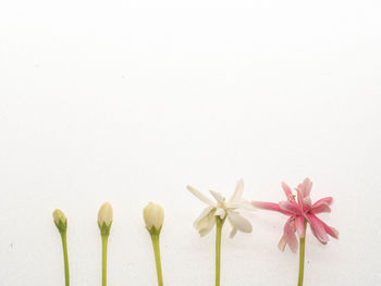 Close-up of flowering plant against white background