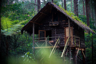 Abandoned house amidst trees in forest