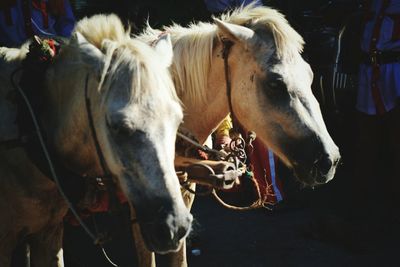 Horse standing in field