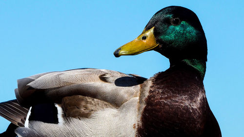 Close-up of bird