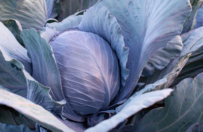 Red cabbage field in the cabbage growing