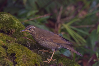 Close-up of bird perching on plant