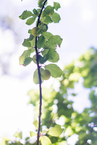 Low angle view of tree