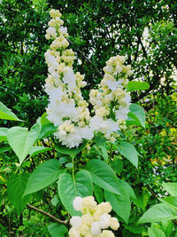 Close-up of white flowering plant