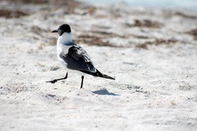 Rear view of a bird