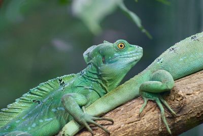 Close-up of lizard on tree