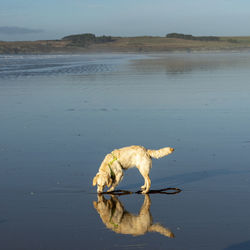 Golden retriever dog at play on the beach in north, wales uk