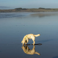 View of dog on beach