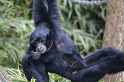 Monkey sitting on a land