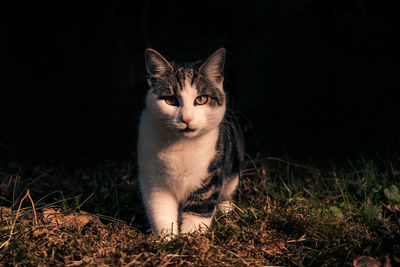 Young cat is looking into camera, cat portrait