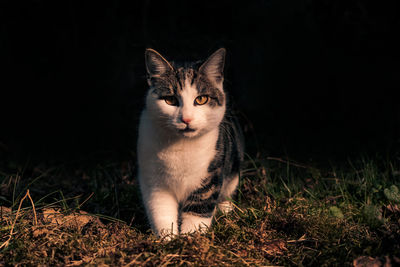 Close-up of cat on grassy field