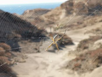 Close-up of spider on web