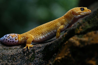 A gecko lizard looks smiling when taken a photo in batam, indonesia.