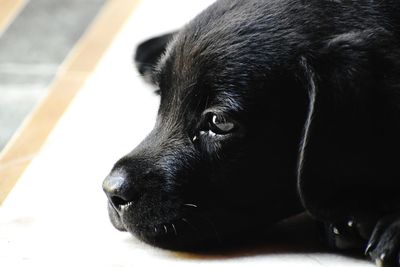 Close-up of dog looking away