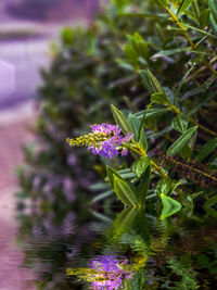 Close-up of purple flowers blooming outdoors