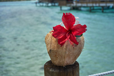 Close-up of red rose on wooden post