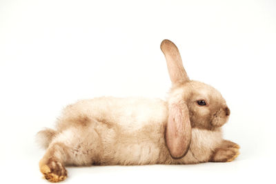 Close-up of a rabbit over white background