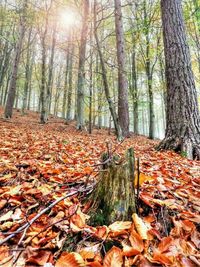 Autumn trees in forest