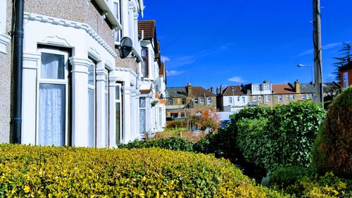 Plants growing by built structure against sky