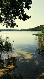 Reflection of trees in lake