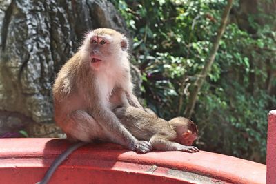 Monkey sitting on tree