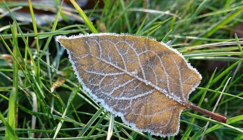 Close-up of dry leaf on grass