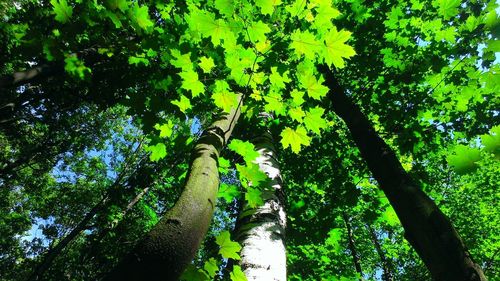 Low angle view of trees in forest