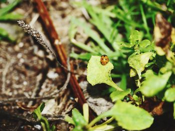 Close-up of insect on leaf