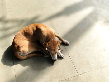 High angle view of dog resting