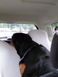 Close-up of dog resting on car