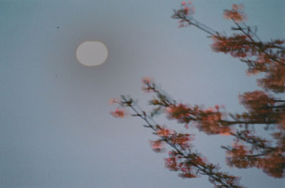 Low angle view of plants against clear sky