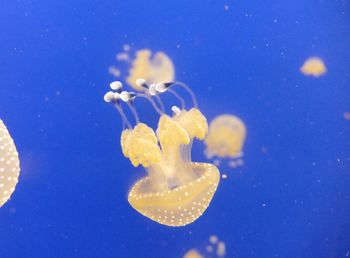 Jelly fish in blue water