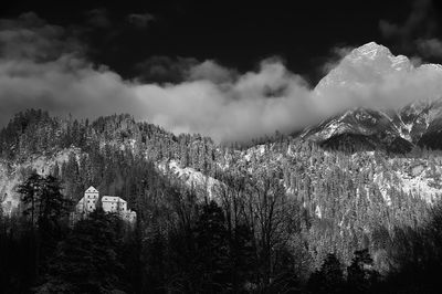 Scenic view of forest against sky