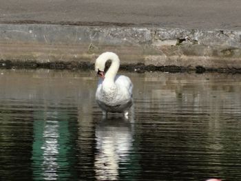 Swan swimming in lake