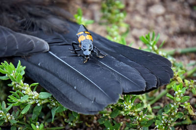 High angle view of insect on plant