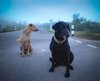 Dog looking away while sitting on road