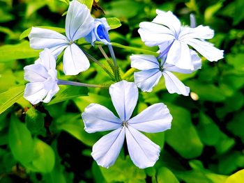 Close-up of white flowers blooming outdoors