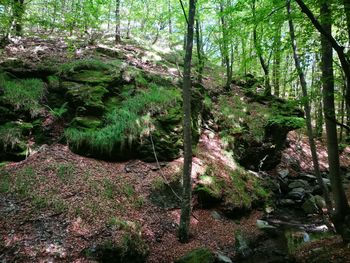 Trees in forest