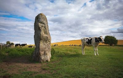 Cows grazing near prehistoric standing stones at avebury in wiltshire england united kingdom